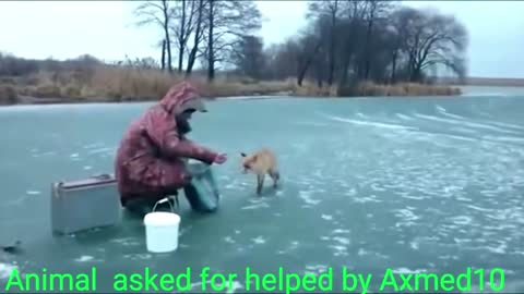 animal asked for helped by axmed10