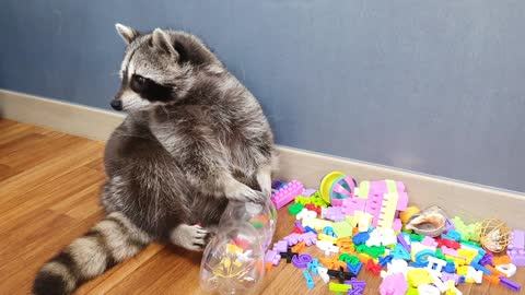 Raccoon tries to open the lid of the cola bottle.