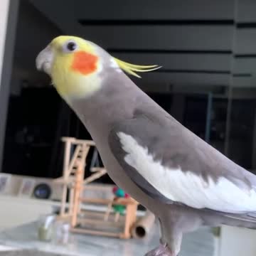 The love bird sings in an amazing and amazing way, so fun