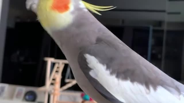 The love bird sings in an amazing and amazing way, so fun