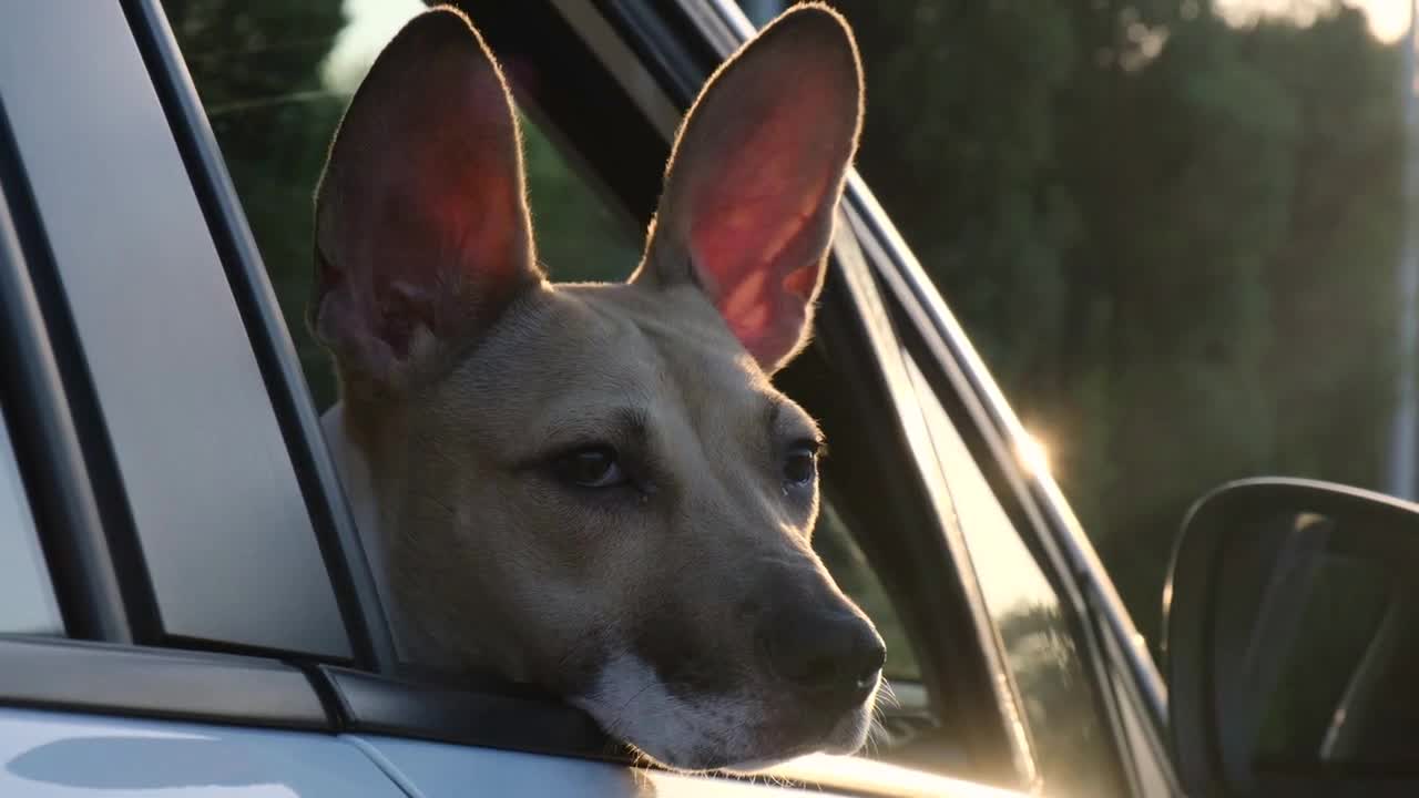 Funny dog leaning out of the car window looking around