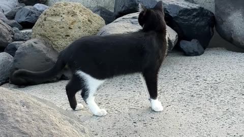 A day in the life of Beach Kitty #beach #cat #kitty