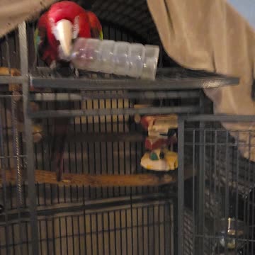 Macaw! He enjoys bottles