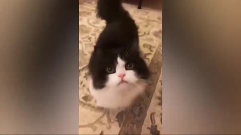 Funny Cats And Dogs Compilation Videos