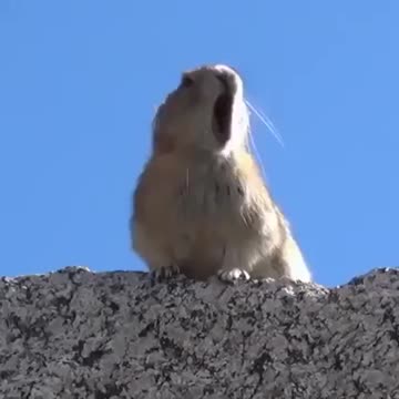 Just for fun Whoever made this video deserves an Oscar.