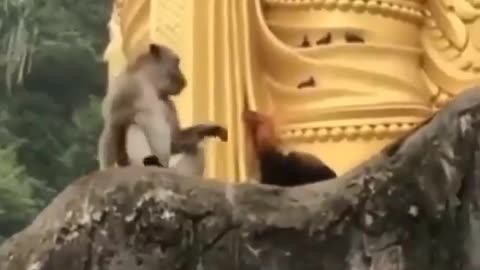 Monkey playing with chicken