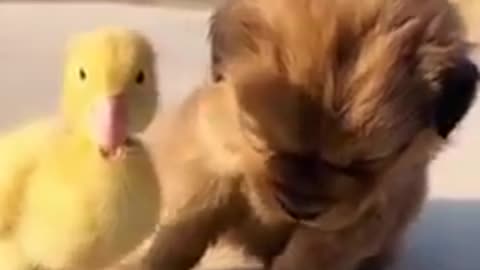 Pets friendship and great fun #shorts #shortsvideo #video #viral