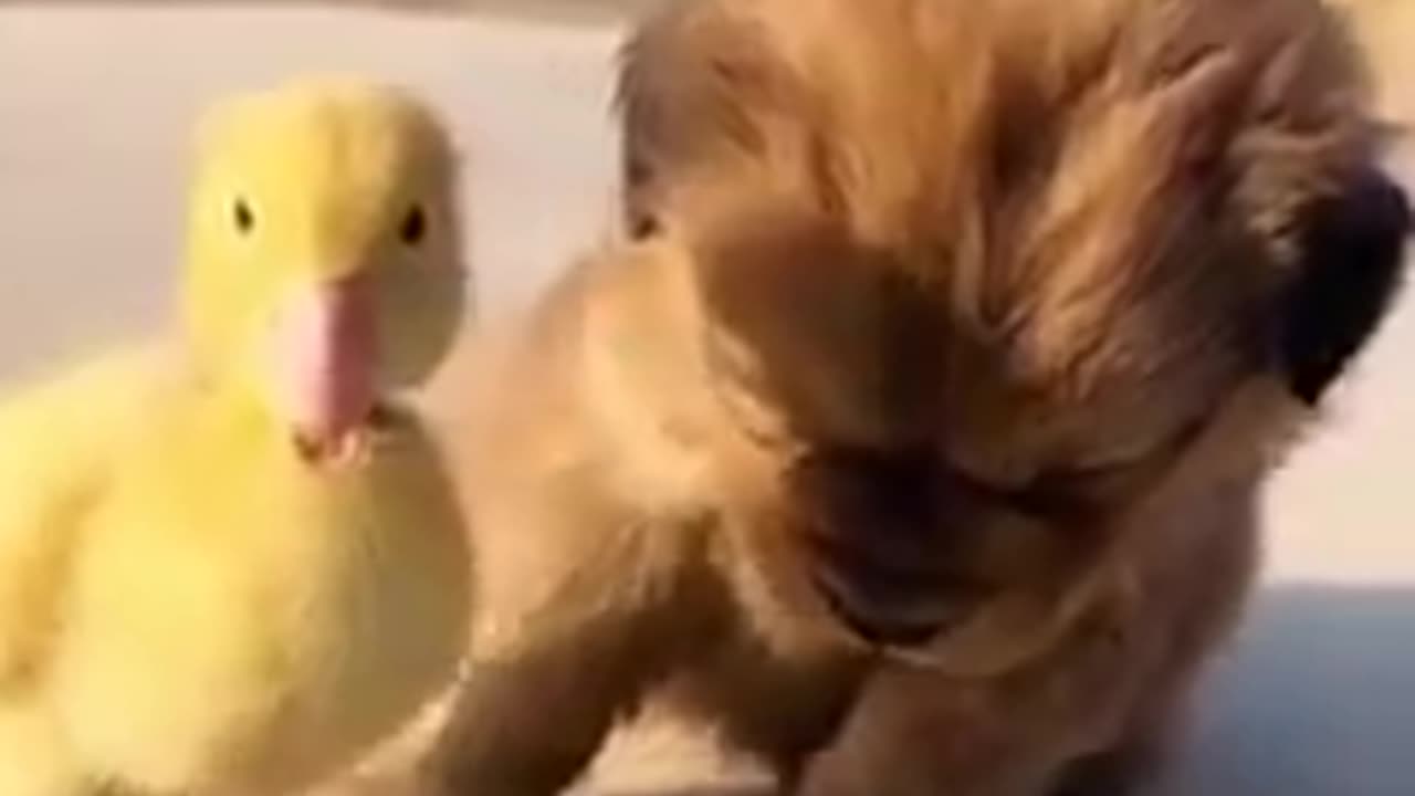 Pets friendship and great fun #shorts #shortsvideo #video #viral