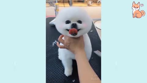 Dogs Compilation Cute Buddy