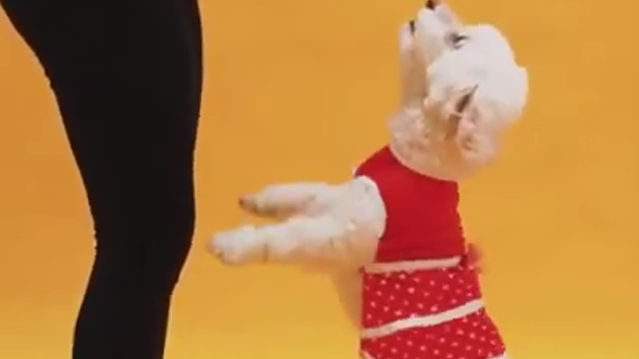 Funny Dog Training Video 🐕❤️ Dog With Dress 👗