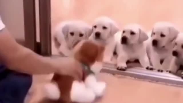 These puppies are afraid of Hardcore training!