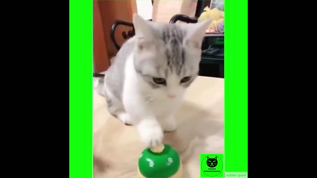 Cute cat entertainment video