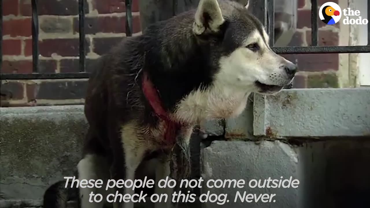 Dog Trapped In Puppy Collar Gets Better | The Dodo