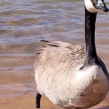 "Baby's Playtime Adventures! 🍼✨ #BabyPlay #CuteKids #ToddlerLife