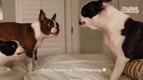 funny cat video