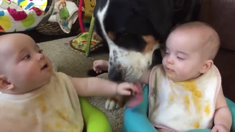 Adorable baby, dog and cat || babies playing with dogs and cats