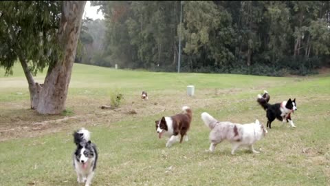 cute animals | cute cats | cute pappy |cute dogs | cute birds|cute pets # shorts