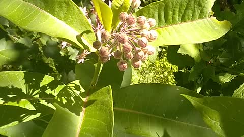 Milkweed