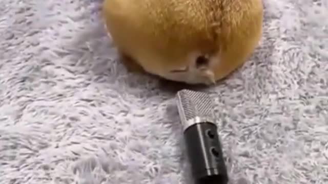 Dog Farts Into Microphone😆😂😂