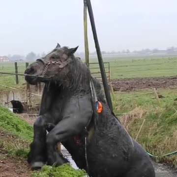 Amazing Animal Rescue ❤❤