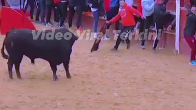 spanish bull bull show