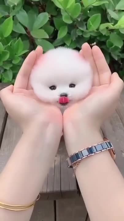 Pomeranian love