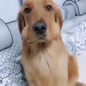 What did he want to do with the egg?