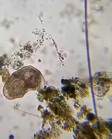 Hunter in the microcosm🦠