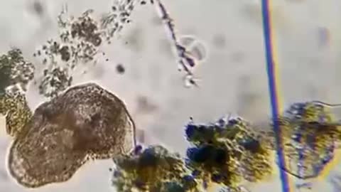 Hunter in the microcosm🦠