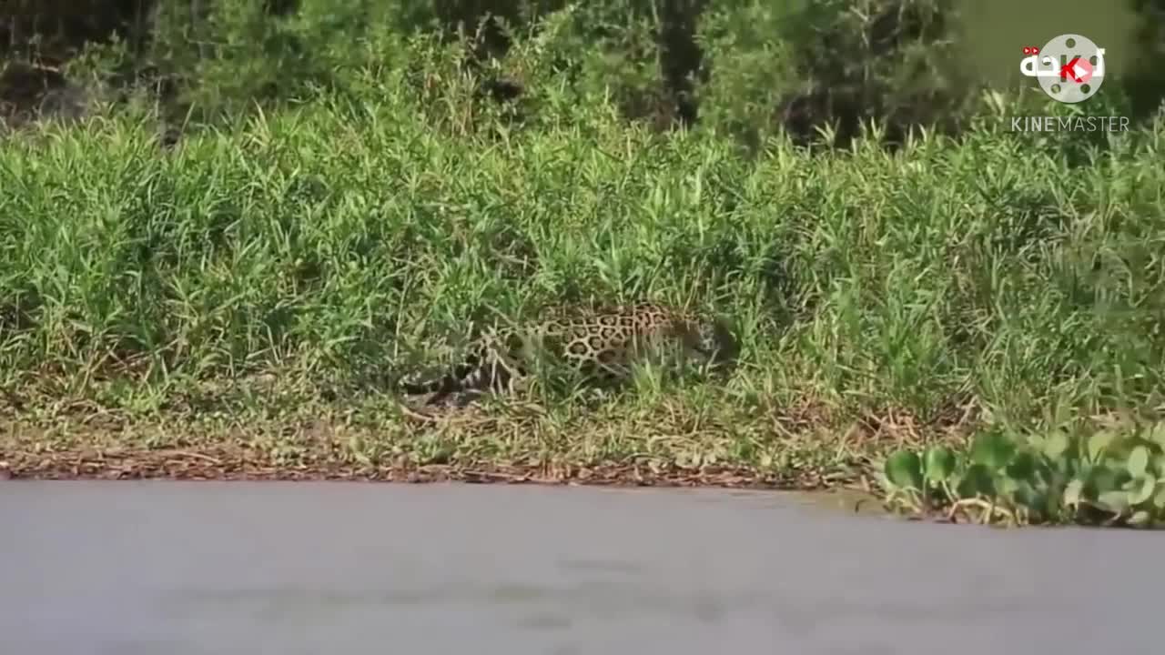 Leopard jumped on a crocodile