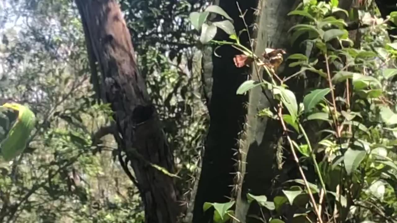 Pesky Critters. Goanna 🇦🇺