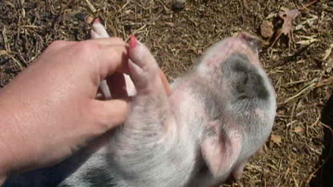 2010 Porkchop belly rub