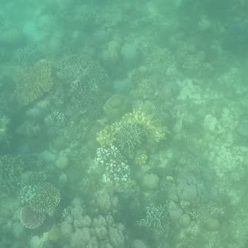 Snorkeling Adventures Philippines. Check out the coral reef coming back alive