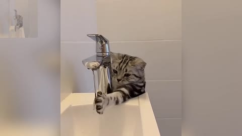 A cat that likes to play with water