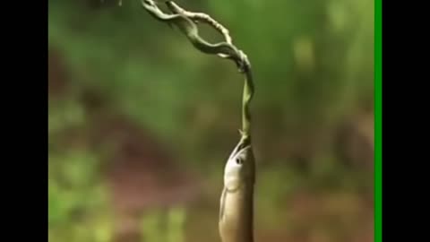 fish vs small snake