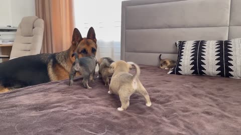 German shepherd meets puppies for the first time❤️❤️❤️