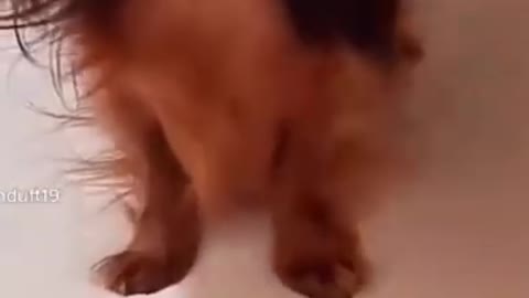 Cuties puppys