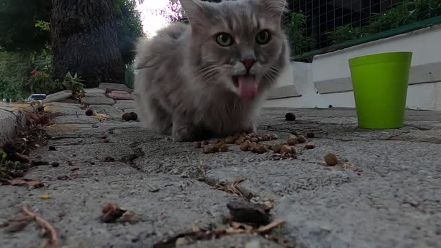 Beautiful grey cat with fluffy tail trilling unbelievably cute