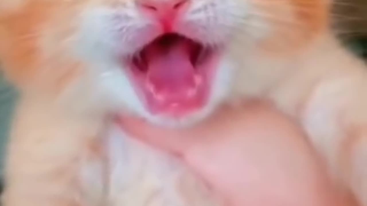 Cat baby voice