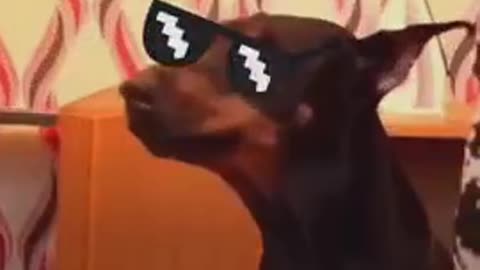 Smart Dog or Well Trained?