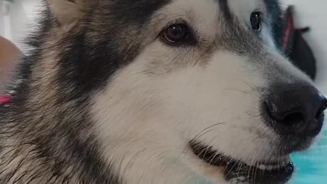 Malamute sings the song of his people