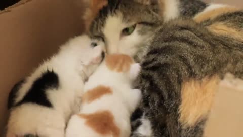 Cute cat's babies and mother cat conversation wonderful..