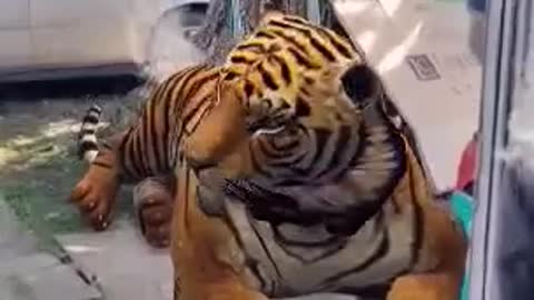 Tigre digital