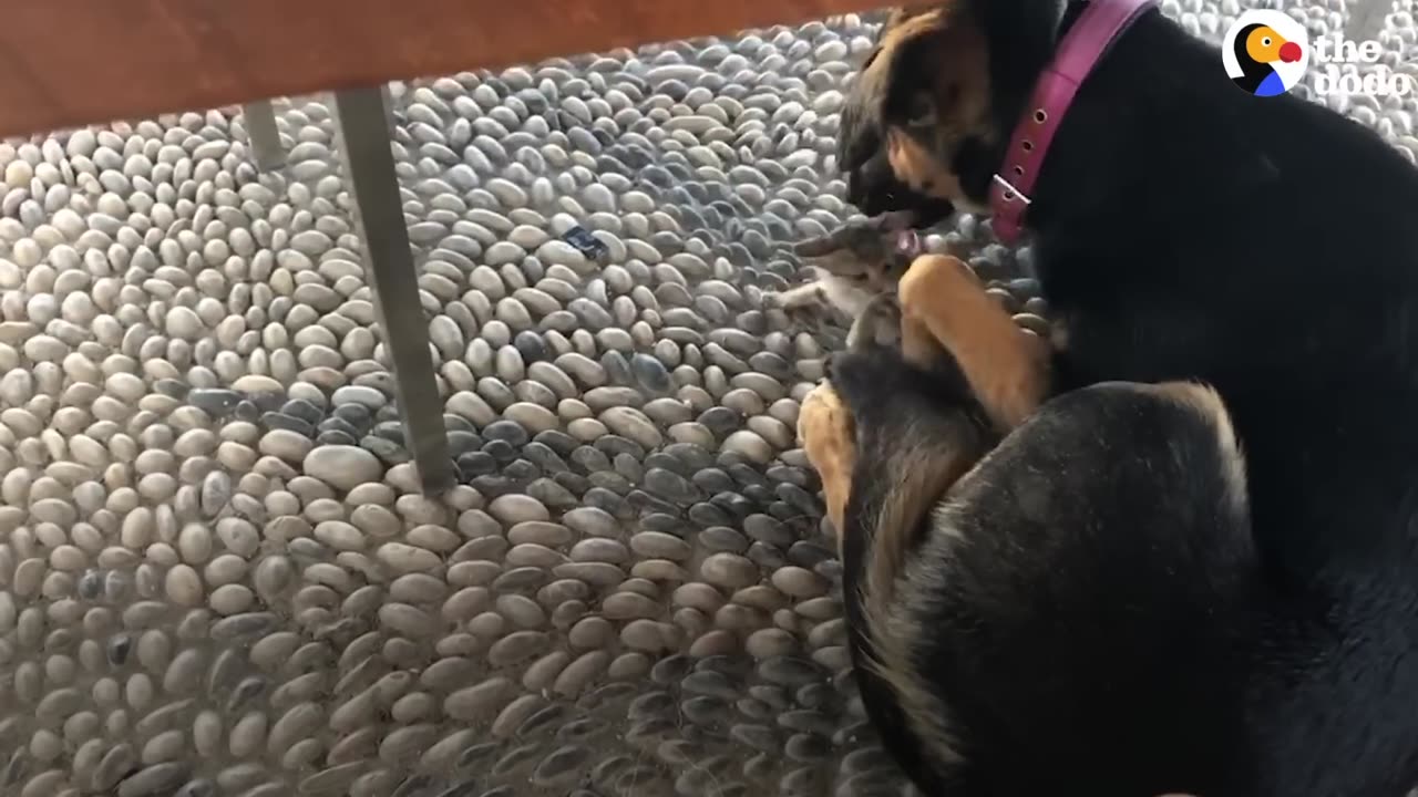 Stray Kitten Picks A Dog As Her Mom | The Dodo Cat Crazy