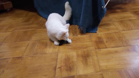 Playful and funny kitten