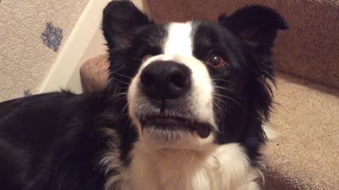 The best dog smiling trick EVER