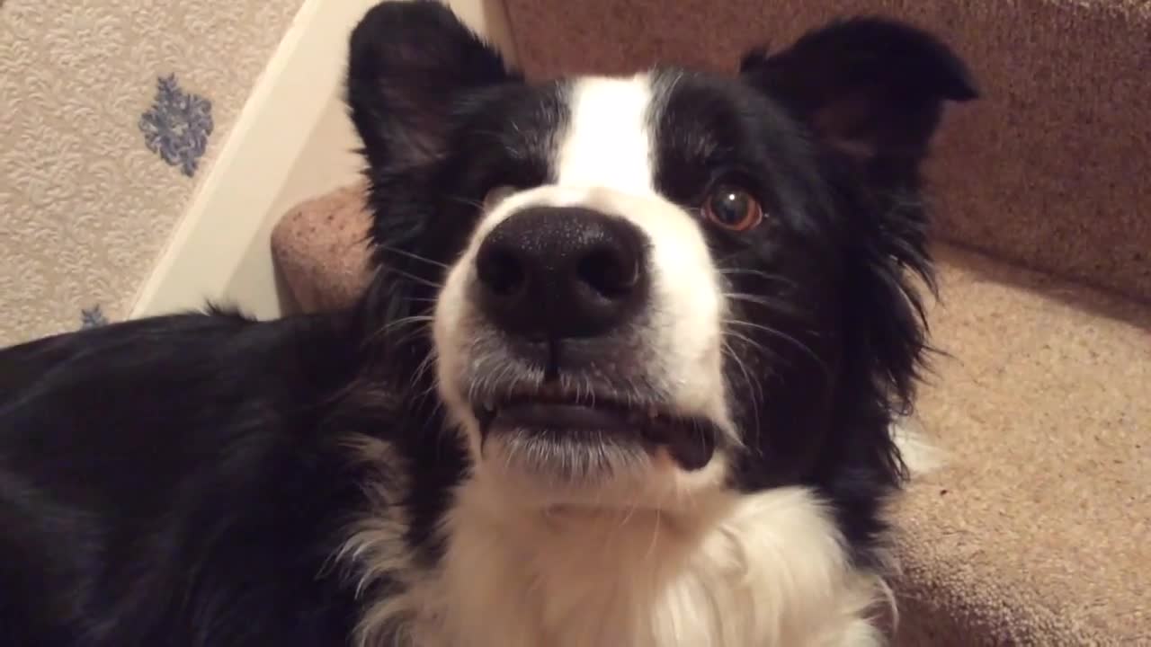The best dog smiling trick EVER