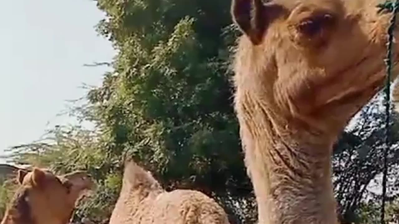 Desert camel in Village