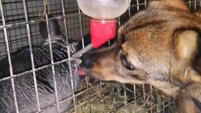 funny animals