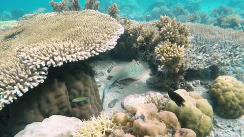 Found a turtle and a stingray at the bottom of the Caribbean